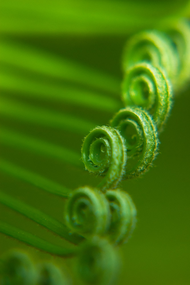 Printed on Archival Canvas